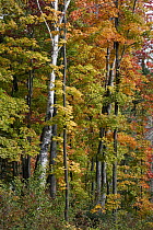 Maple (Acer sp) trees in autumn, Mont-Tremblant, Quebec, Canada