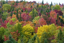 Maple (Acer sp) trees in deciduous forest in autumn, Mont-Tremblant, Quebec, Canada