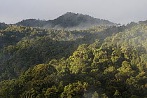 Cloud forest in mist, Madagascar
