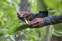 Cotton-top Tamarin (Saguinus oedipus) biologist collecting fecal samples, Proyecto Titi, Colombia