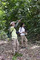 Cotton-top Tamarin (Saguinus oedipus) biologists, Francy Forero and Felix Medina, tracking collared animal, Proyecto Titi, Colombia