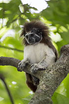 Cotton-top Tamarin (Saguinus oedipus) female with hair dyed for identification, northern Colombia