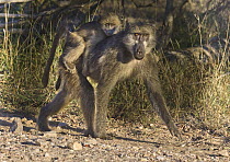 Chacma Baboon (Papio ursinus) mother carrying young, Kruger National Park, South Africa