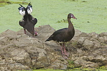 Spur-winged Goose (Plectropterus gambensis) male courting female, Kruger National Park, South Africa