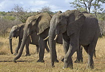 African Elephant (Loxodonta africana) sub-adults, Kruger National Park, South Africa