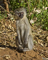 Vervet Monkey (Chlorocebus pygerythrus) sub-adult, Kruger National Park, South Africa