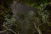 Milky Way above trees, Kruger National Park, South Africa