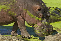 Hippopotamus (Hippopotamus amphibius) male covered with aquatic vegetation, Kruger National Park, South Africa