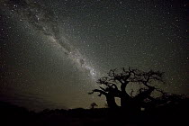 Baobab (Adansonia sp) trees and Milky Way, Kubu Island, Makgadikgadi National Park, Botswana
