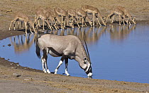 Oryx (Oryx gazella) male and Impala (Aepyceros melampus) females drinking at waterhole in dry season, Etosha National Park, Namibia