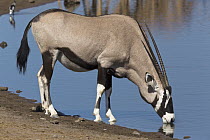 Oryx (Oryx gazella) male drinking at waterhole, Etosha National Park, Namibia