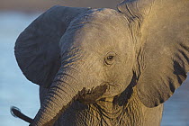 African Elephant (Loxodonta africana) calf, Etosha National Park, Namibia