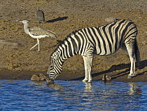 Zebra (Equus quagga) drinking at waterhole in dry season with Kori Bustard (Ardeotis kori), Etosha National Park, Namibia