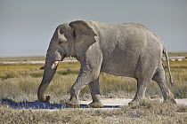 African Elephant (Loxodonta africana) male, stained white by white clay and calcite sand, Etosha National Park, Namibia