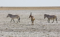 Zebra (Equus quagga)pair and Red Hartebeest (Alcelaphus caama) in salt pan, Etosha Pan, Etosha National Park, Namibia