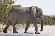 African Elephant (Loxodonta africana) male, stained white by white clay and calcite sand, crossing road, Etosha National Park, Namibia