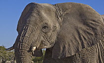 African Elephant (Loxodonta africana) calf, Etosha National Park, Namibia
