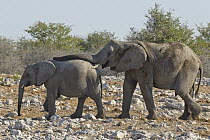 African Elephant (Loxodonta africana) juvenile male placing trunk on back of calf to establish dominance, Etosha National Park, Namibia