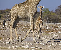 Angolan Giraffe (Giraffa giraffa angolensis) mother and calf running, Etosha National Park, Namibia