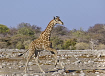 Angolan Giraffe (Giraffa giraffa angolensis) calf playing, Etosha National Park, Namibia