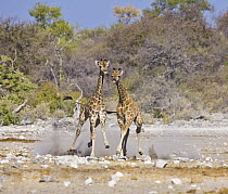 Angolan Giraffe (Giraffa giraffa angolensis) calves playing, Etosha National Park, Namibia