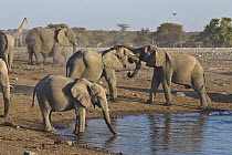 African Elephant (Loxodonta africana) sub-adult males fighting at waterhole, Etosha National Park, Namibia