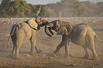 African Elephant (Loxodonta africana) sub-adult males fighting, Etosha National Park, Namibia