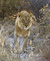 African Lion (Panthera leo) sub-adult male, Etosha National Park, Namibia