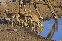 Angolan Giraffe (Giraffa giraffa angolensis) female and Impala (Aepyceros melampus) females drinking at waterhole in dry season, Etosha National Park, Namibia