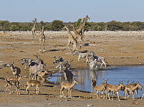 Angolan Giraffe (Giraffa giraffa angolensis) group, Impalas (Aepyceros melampus), Zebras (Equus quagga), Greater Kudus (Tragelaphus strepsiceros) running from waterhole in dry season, Etosha National...