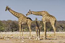 Angolan Giraffe (Giraffa giraffa angolensis) mother and calf, with male flehming to see if female is in estrus, Etosha National Park, Namibia