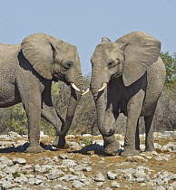 African Elephant (Loxodonta africana) sub-adult males facing off, Etosha National Park, Namibia