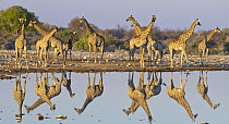 Angolan Giraffe (Giraffa giraffa angolensis) herd at waterhole in dry season, Etosha National Park, Namibia