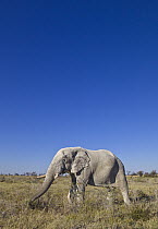 African Elephant (Loxodonta africana) male, stained white by white clay and calcite sand, grazing on vegetation in dry season, Etosha National Park, Namibia