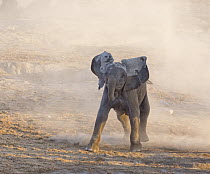 African Elephant (Loxodonta africana) calf running, Etosha National Park, Namibia