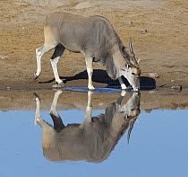 Eland (Taurotragus oryx) drinking at waterhole in dry season, Etosha National Park, Namibia