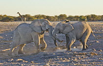African Elephant (Loxodonta africana) sub-adult males fighting, Etosha National Park, Namibia
