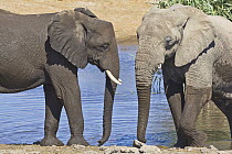 African Elephant (Loxodonta africana) sub-adults at waterhole in dry season, Etosha National Park, Namibia