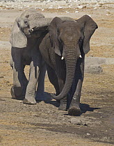 African Elephant (Loxodonta africana) juvenile placing trunk on another juvenile to establish dominance, Etosha National Park, Namibia