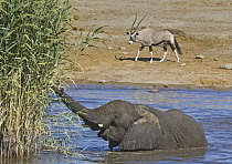 African Elephant (Loxodonta africana) feeding on vegetation in waterhole with Oryx (Oryx gazella) in background, Etosha National Park, Namibia