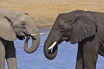 African Elephant (Loxodonta africana) sub-adults drinking at waterhole in dry season, Etosha National Park, Namibia