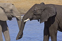 African Elephant (Loxodonta africana) sub-adults at waterhole in dry season, Etosha National Park, Namibia