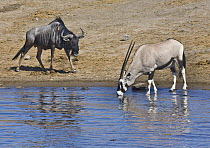 Blue Wildebeest (Connochaetes taurinus) and drinking Oryx (Oryx gazella) at waterhole in dry season, Etosha National Park, Namibia