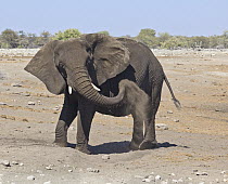 African Elephant (Loxodonta africana) sub-adult dust bathing, Etosha National Park, Namibia