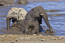African Elephant (Loxodonta africana) sub-adults mud bathing, Etosha National Park, Namibia