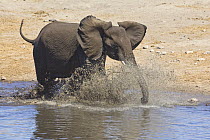African Elephant (Loxodonta africana) calf playing in waterhole in dry season, Etosha National Park, Namibia