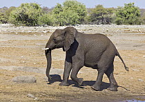 African Elephant (Loxodonta africana) calf in dry season, Etosha National Park, Namibia