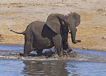 African Elephant (Loxodonta africana) calf playing in waterhole, Etosha National Park, Namibia