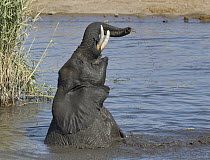 African Elephant (Loxodonta africana) sub-adult playing in waterhole, Etosha National Park, Namibia