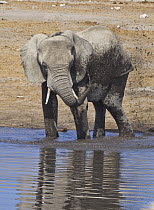 African Elephant (Loxodonta africana) mud bathing, Etosha National Park, Namibia
